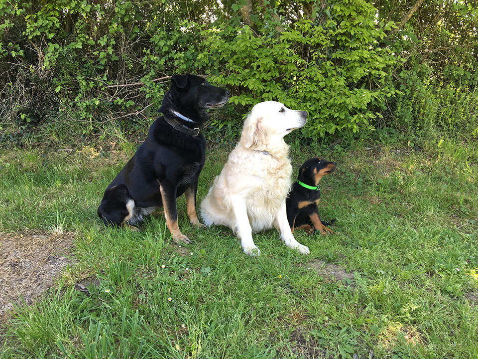 dressage chien en vendee, comment dresser mon chien dressage chien en vendee, comment dresser mon chien